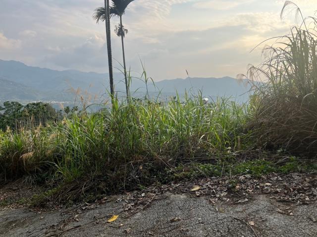 南投鹿谷山坡地-14