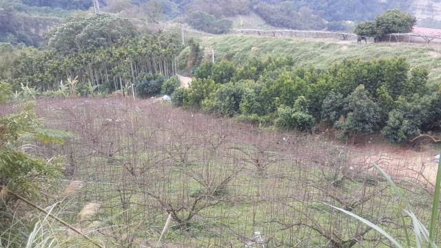 卓蘭山坡地-8