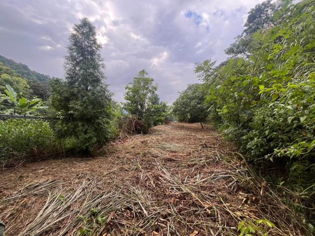 台中太平山坡地-8