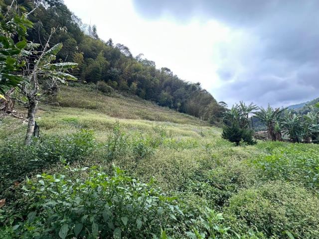 鹿谷農地-12