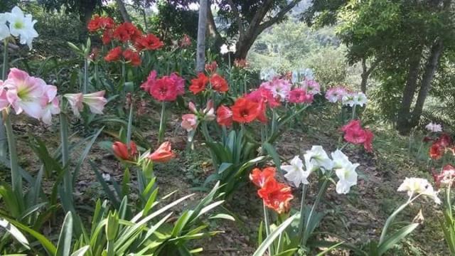 太平山坡地-11
