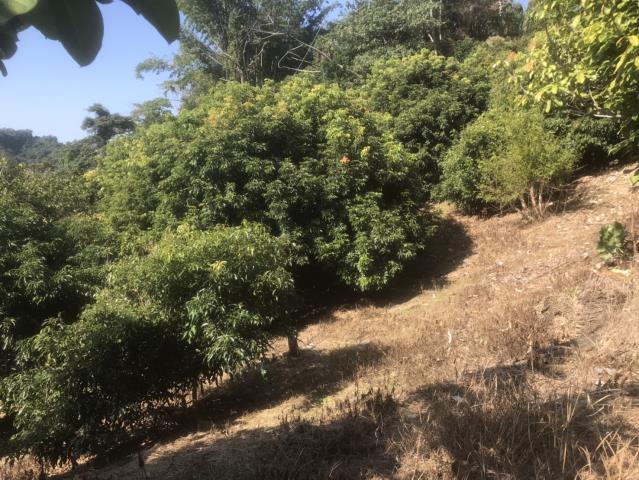 太平農地-8