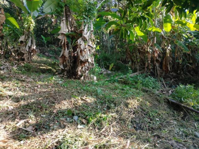 台中太平農地-5