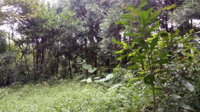 南投鹿谷山坡地-4