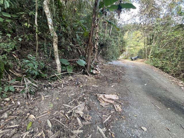 南投鹿谷山坡地-6